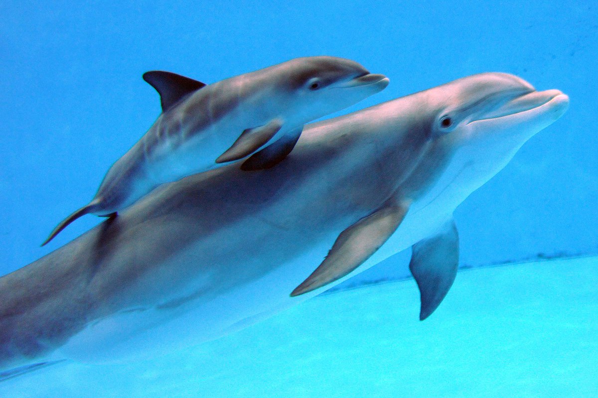 Baby Pink Dolphins HD Wallpaper Background Image