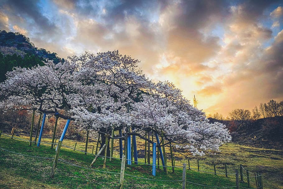 HD Wallpaper Japan Cherry Blossoms Sunset