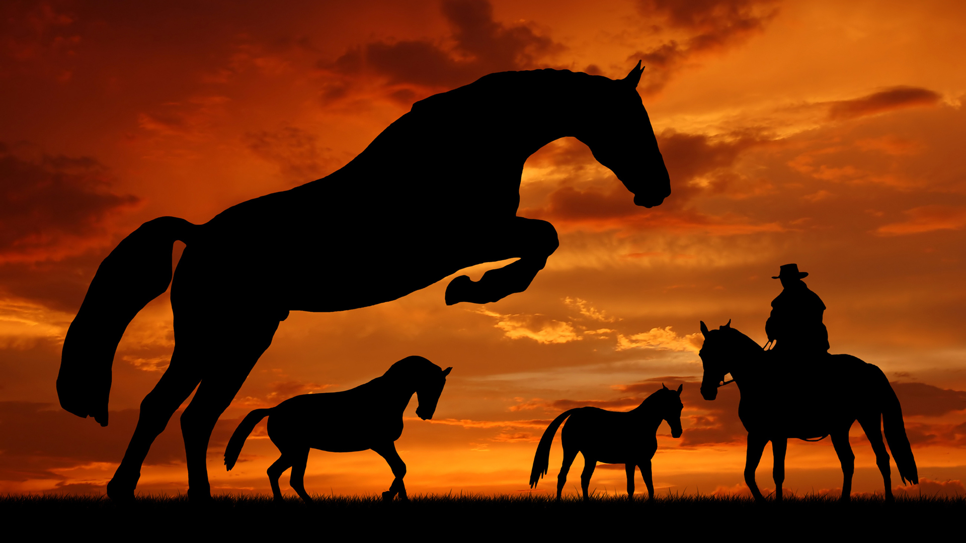 Horse In The Sunset Daywallpaper