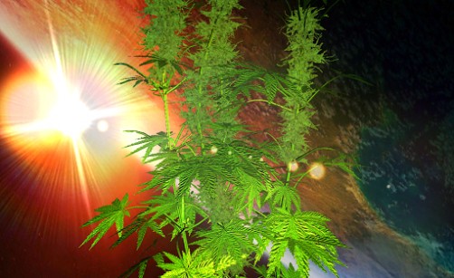 Weed 3d Live Wallpaper Full For Android Appszoom