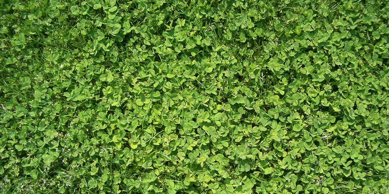 Green Leaf Background Headers
