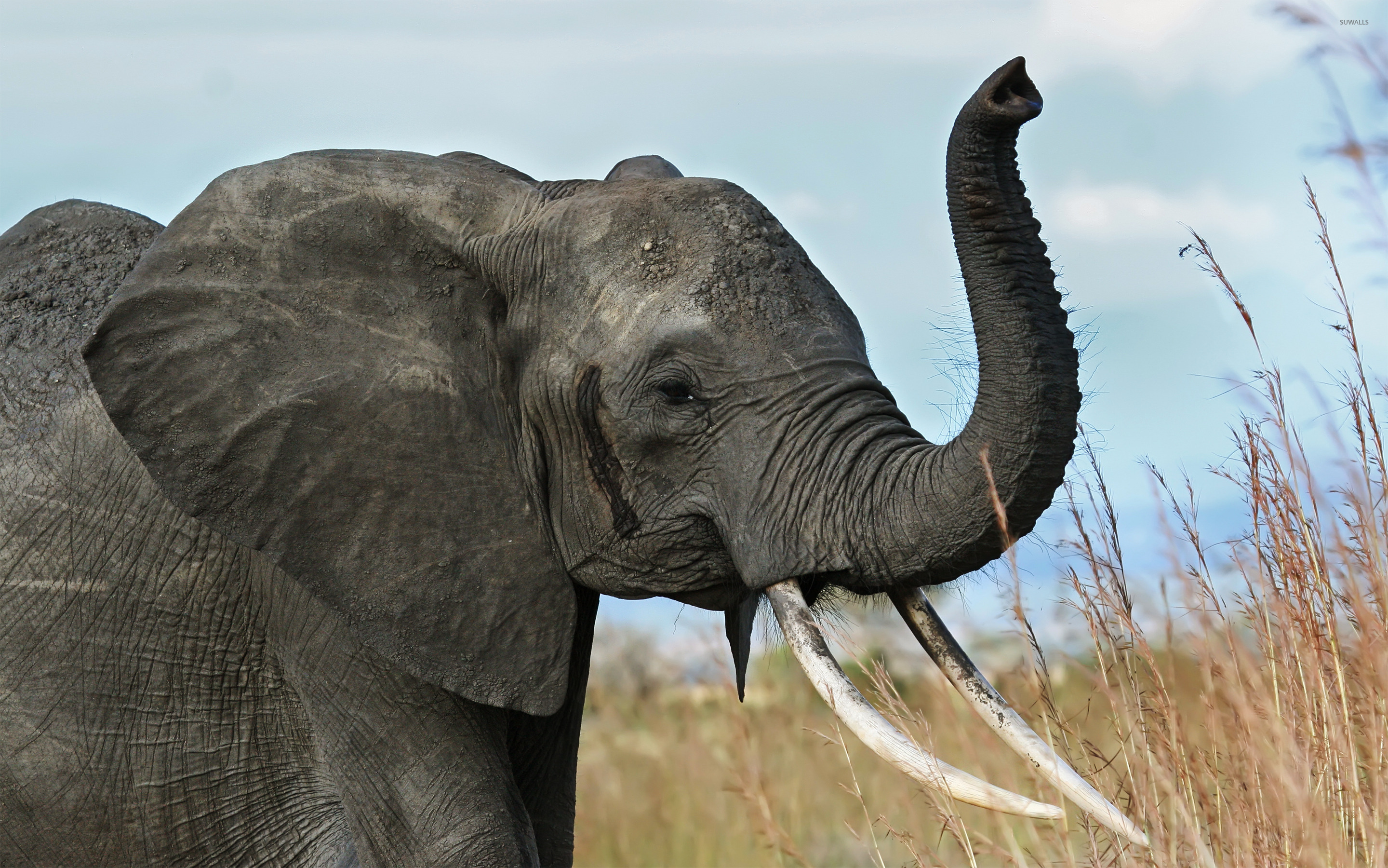African Elephant Wallpaper Animal
