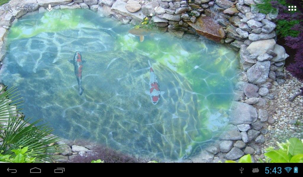 Live Koi Fish Ponds Pond Wallpaper
