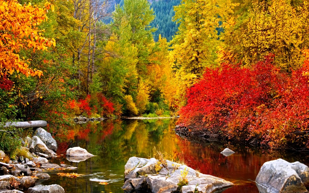 High Resolution Fall Wallpaper Forest River Fuccha Voice