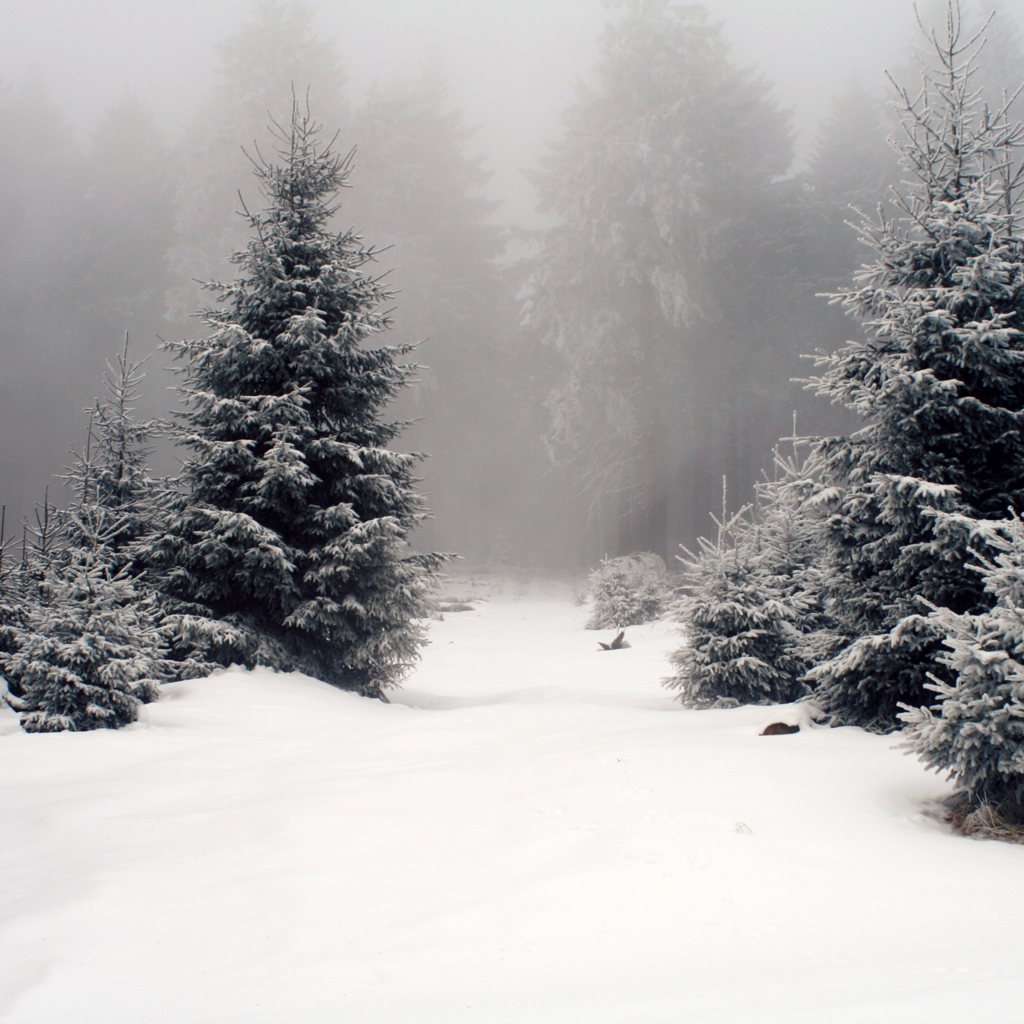 Calm Scenery In The Forest With Fog And A Lot Of Snow