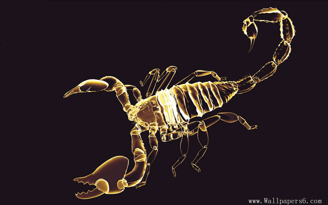 Scorpion 3d Digital Art Wallpaper