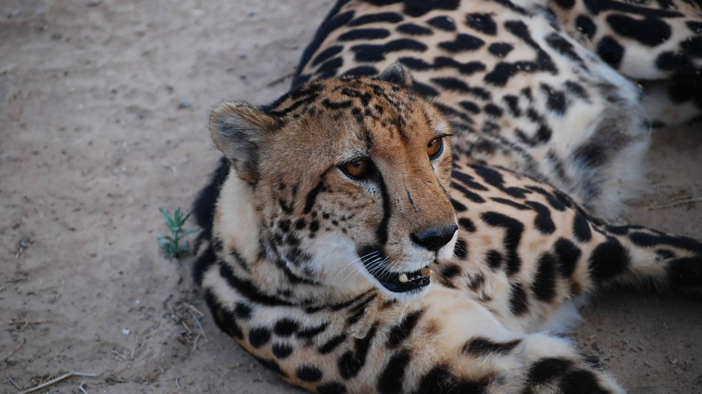 Animals King Cheetah Wallpaper Pictures