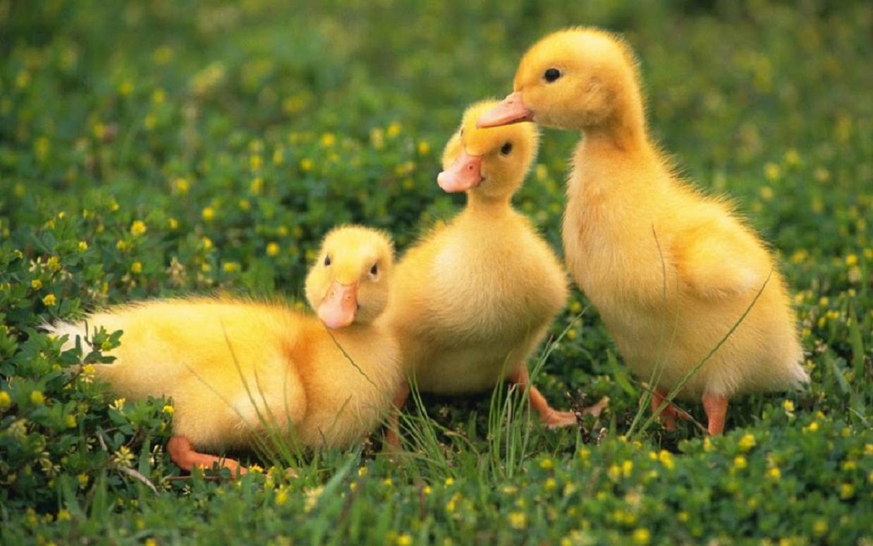Baby Ducklings Wallpaper