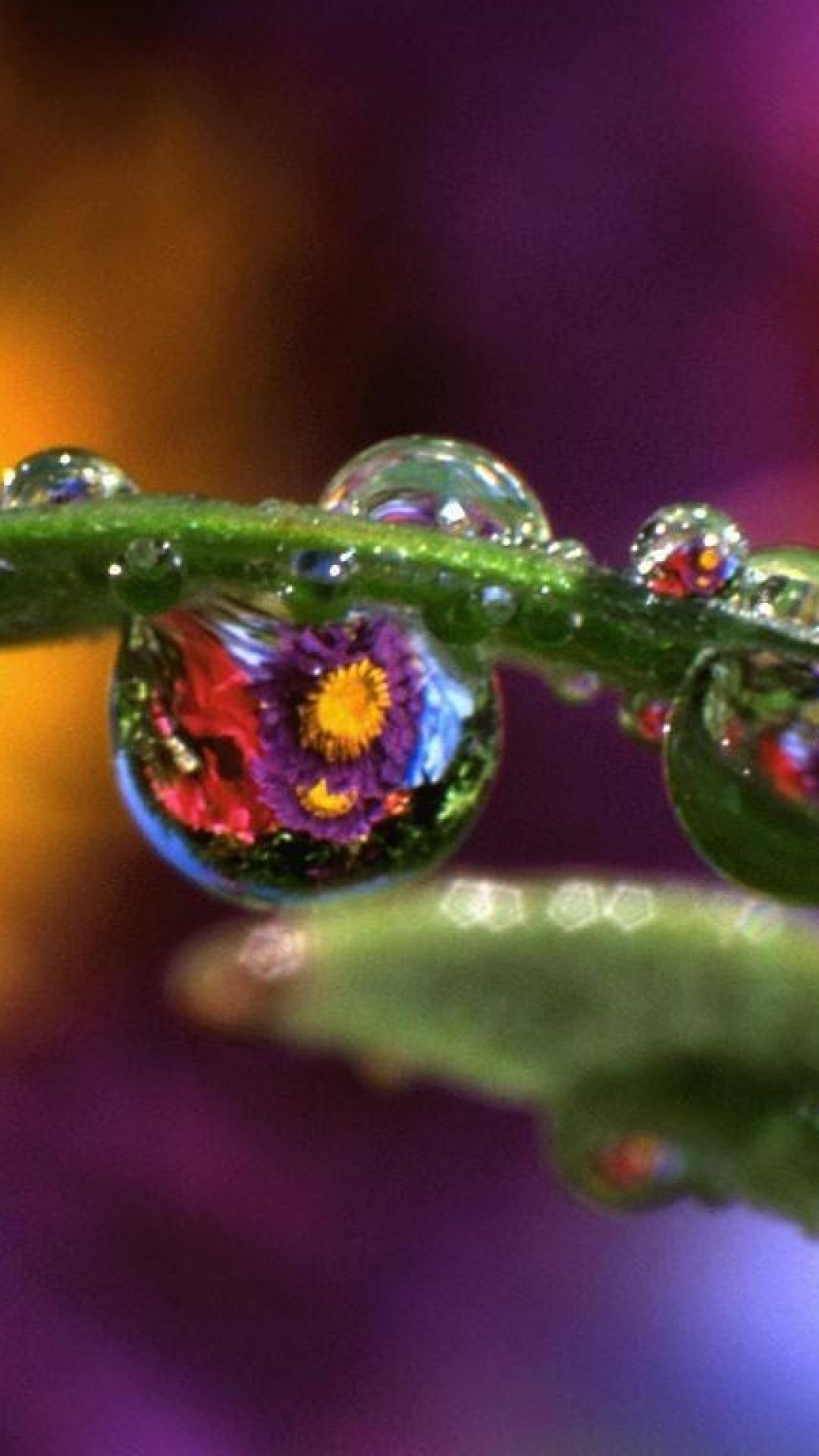 Nature flowers leaves water drops reflections bing wallpaper 64994