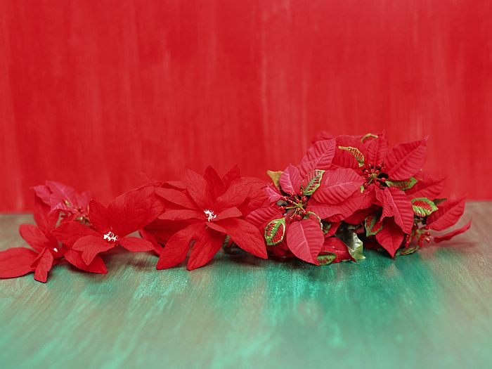 Poinsettia Ornament Photo Christmas Wallpaper