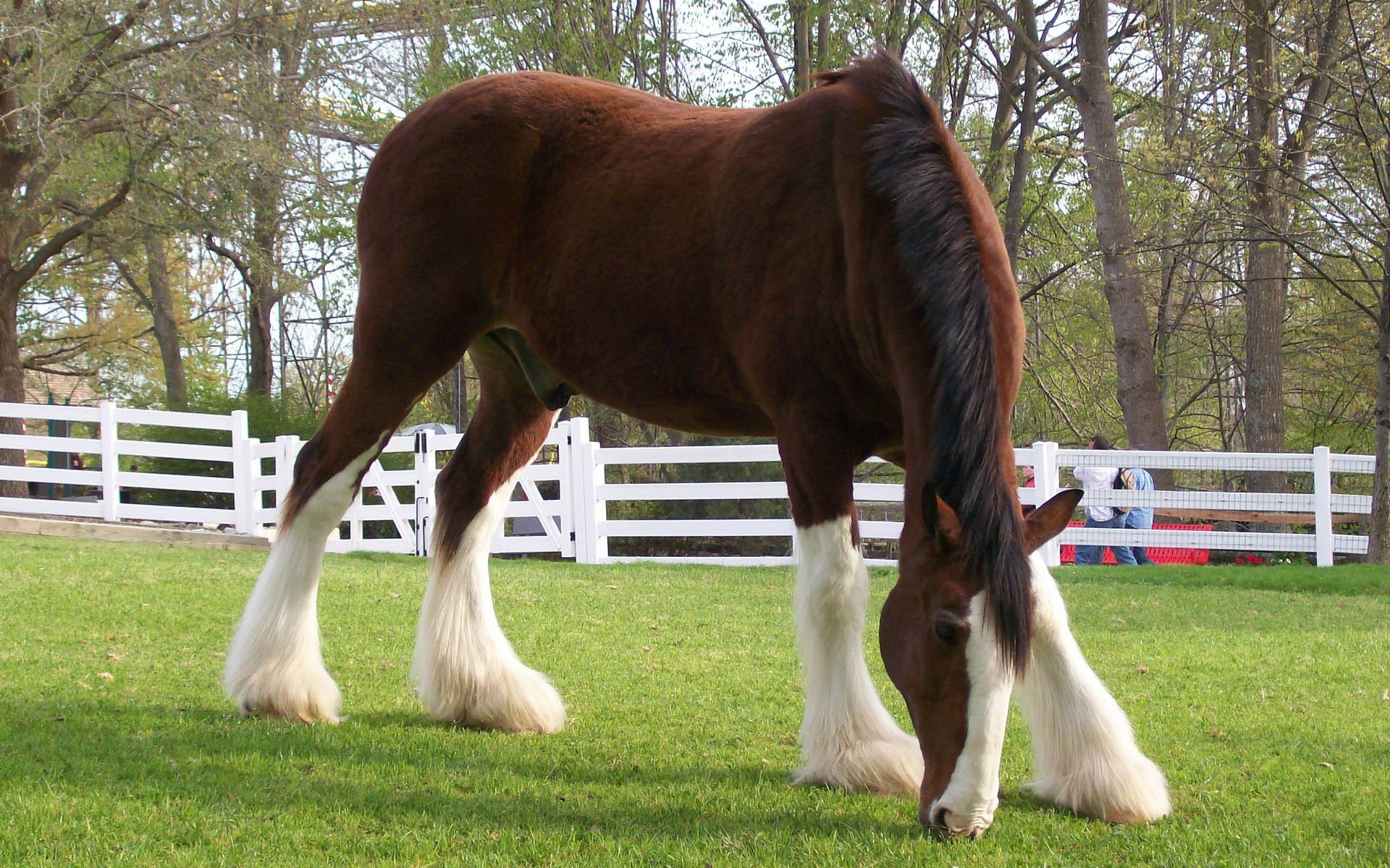 Spring Clydesdale Wallpaper Myspace Background