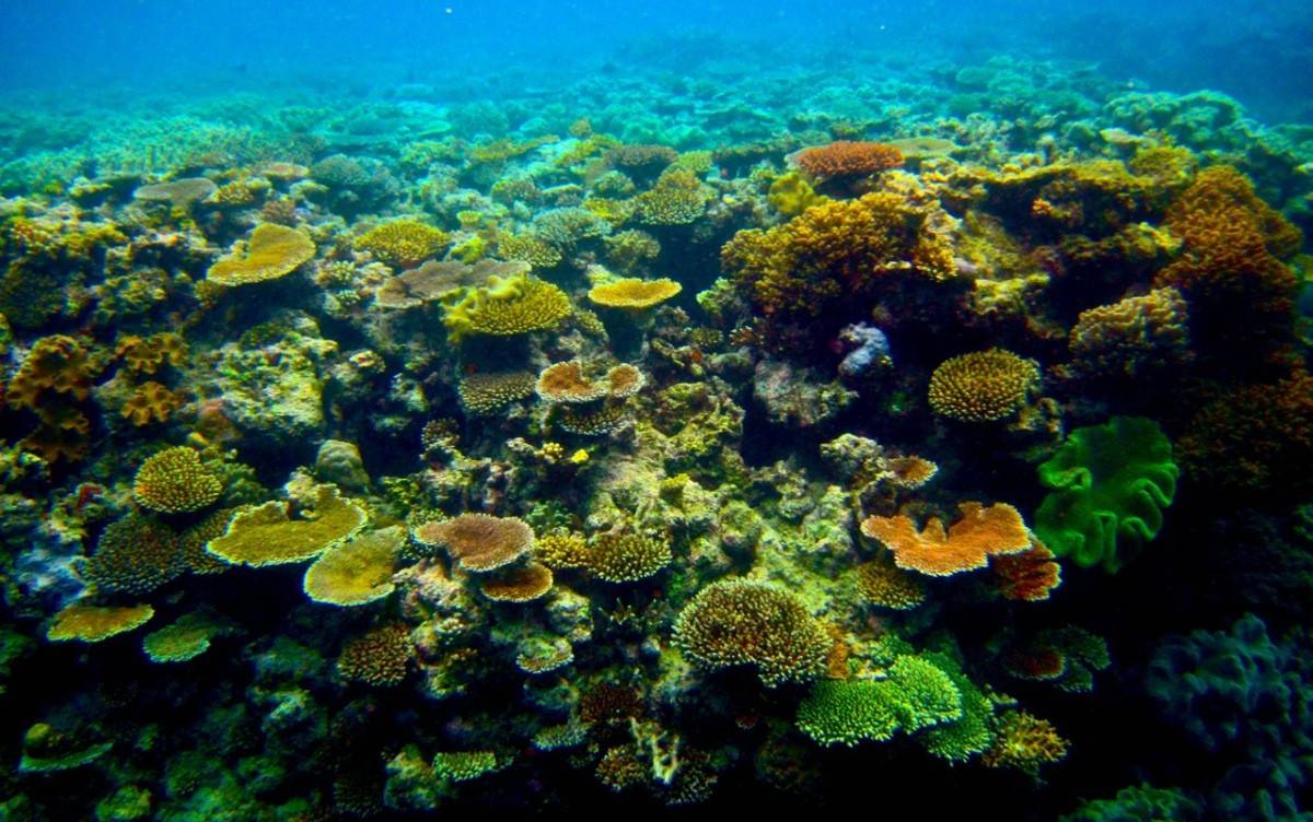 Ocean Reef Wallpaper