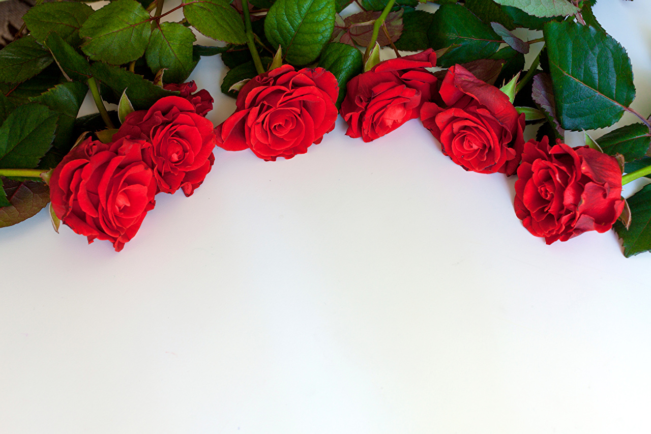 Desktop Wallpaper Red Roses Flowers Template Greeting Card
