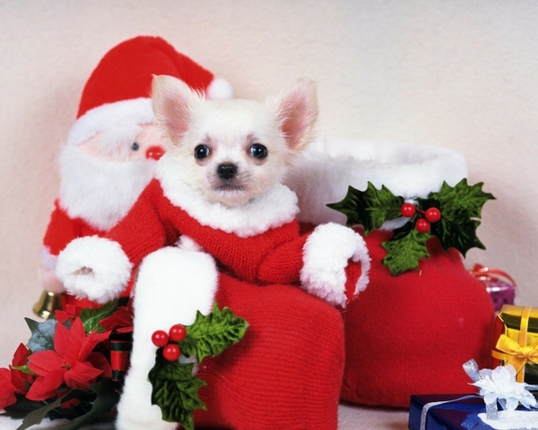 Dogs Christmas Chihuahua Wallpaper