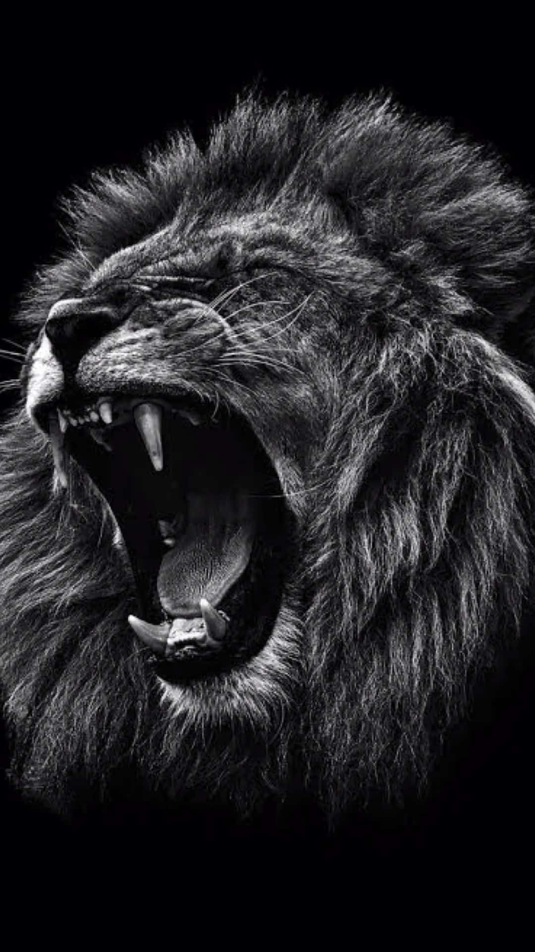 Black And White Animal Print Wallpaper