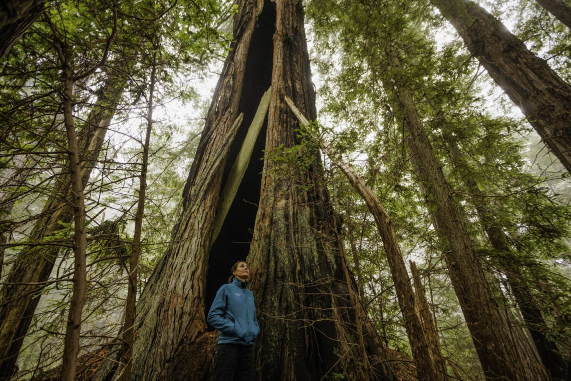 Protecting A Rare Forest And California Coastline During