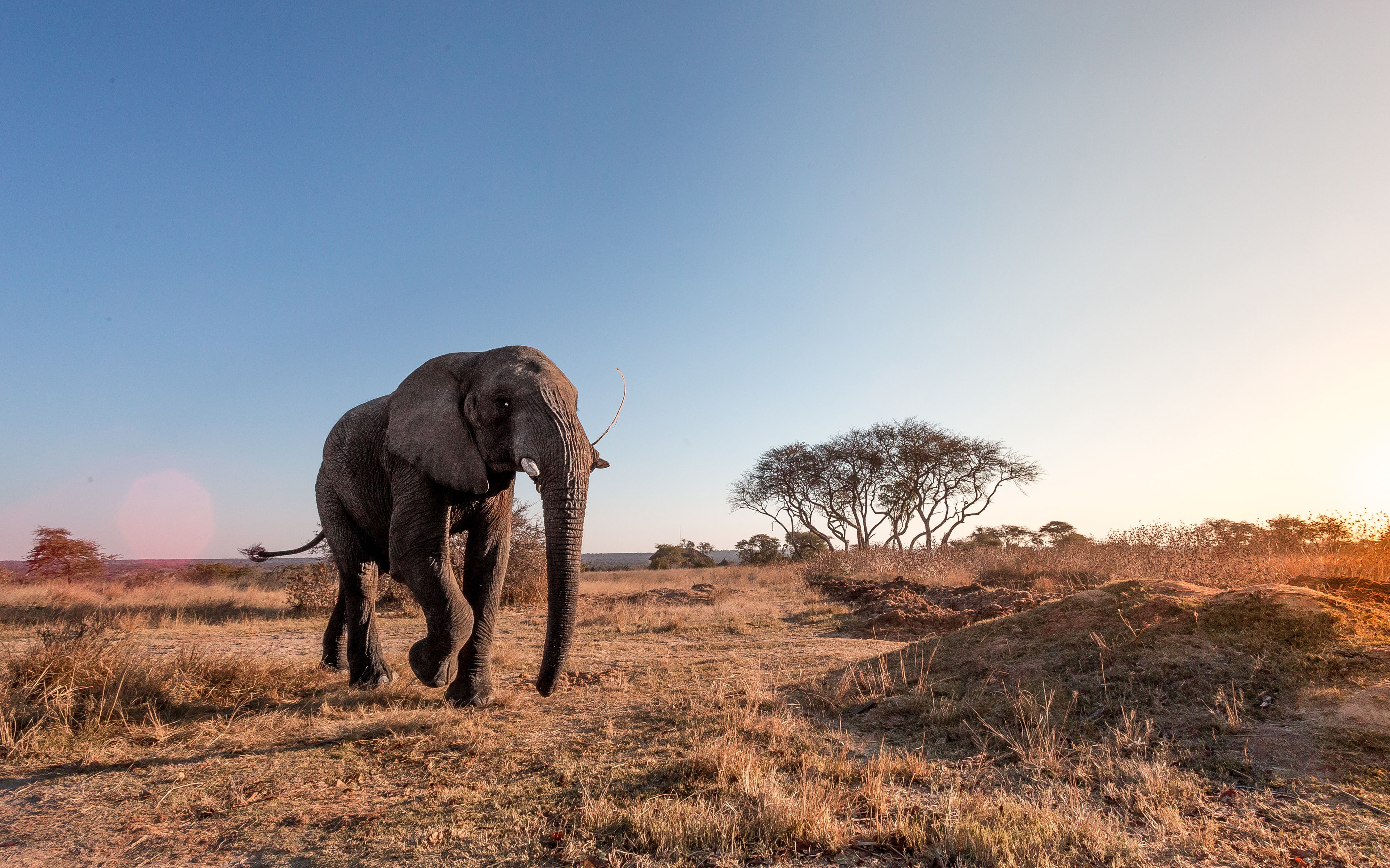 Africa Elephant 4k Wildlife Savannah Elephants Sfondo