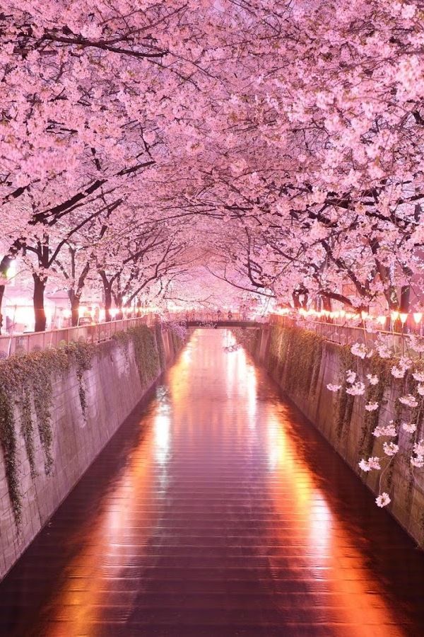 Wonderful Pink Cherry Blossom Wallpaper iPhone Best