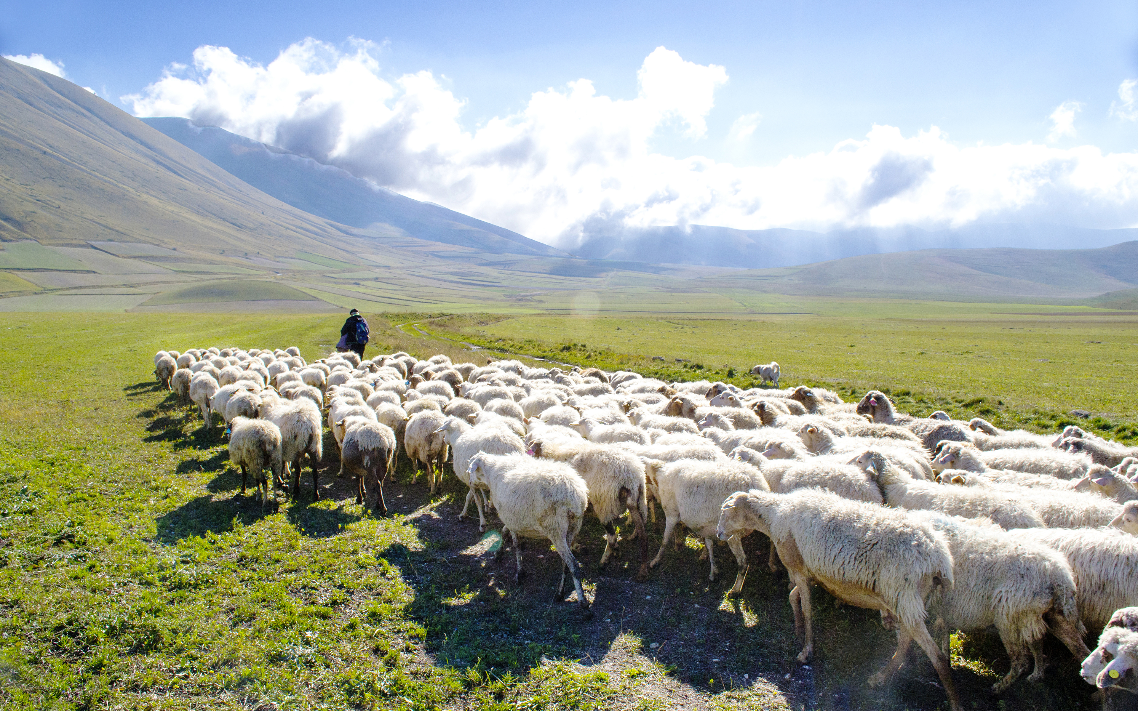 Image Sheep Herd Grasslands Animals