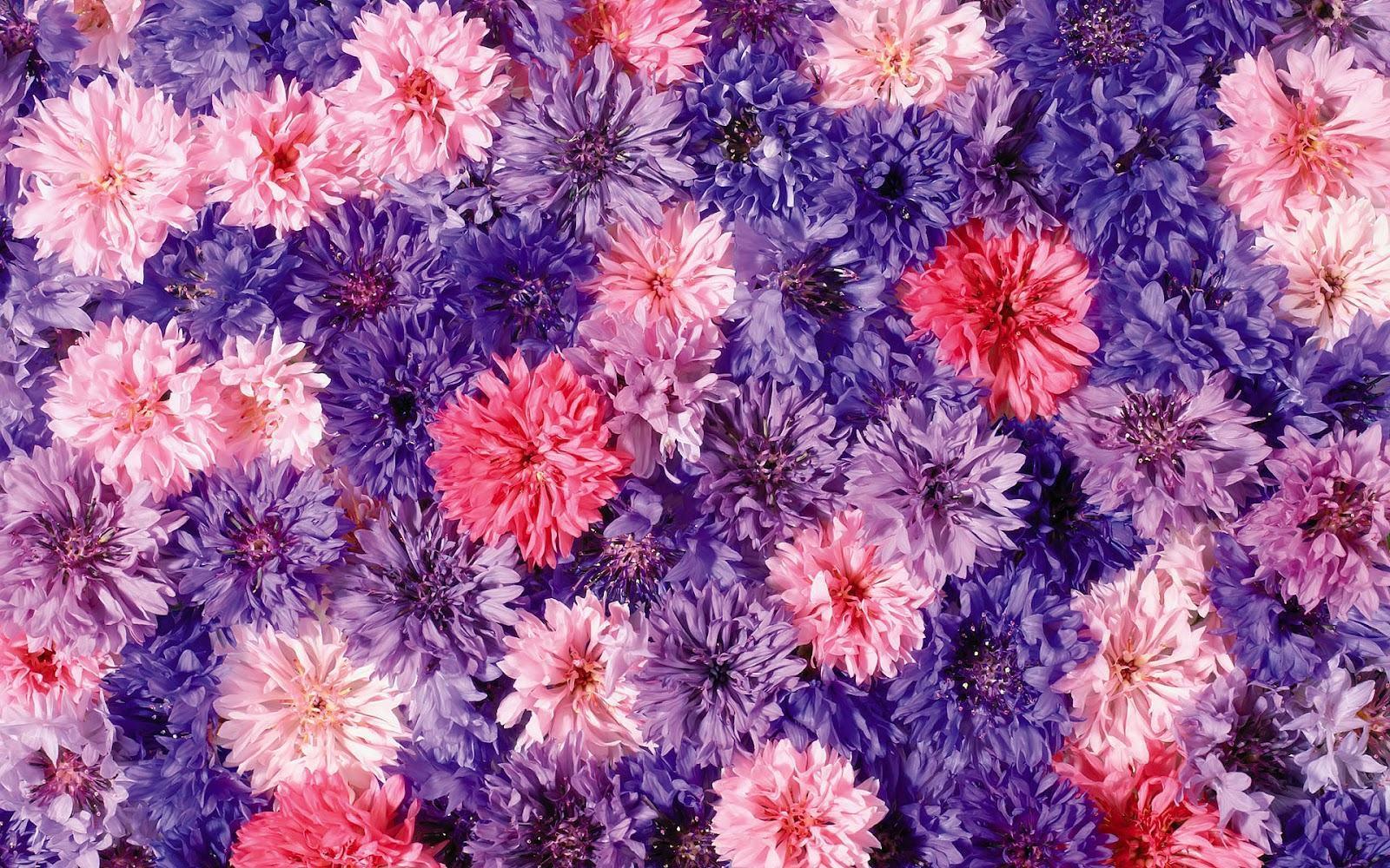 Pink And Purple Flower Background