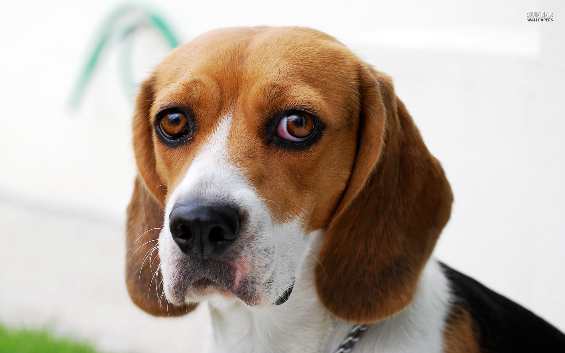 Dog Beagle Guilty Wallpaper And Image Pictures Photos