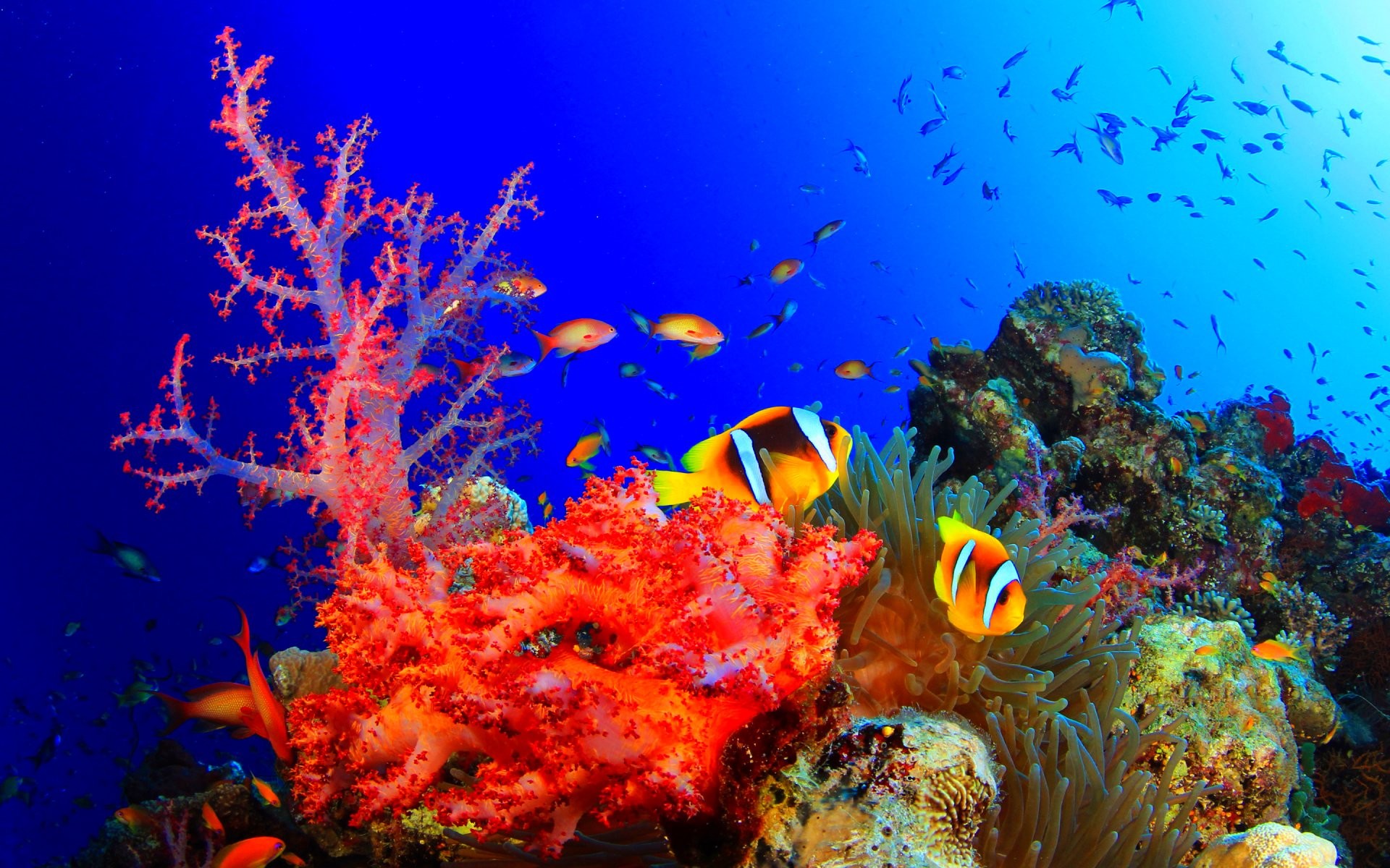 Free download Ocean View Nature Fishes Background Images Sealife HD