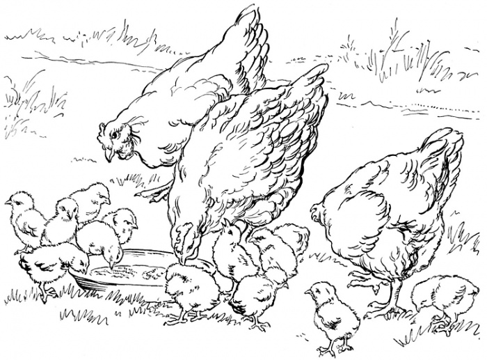 Chickens ColoringChild Coloring and Children Wallpapers