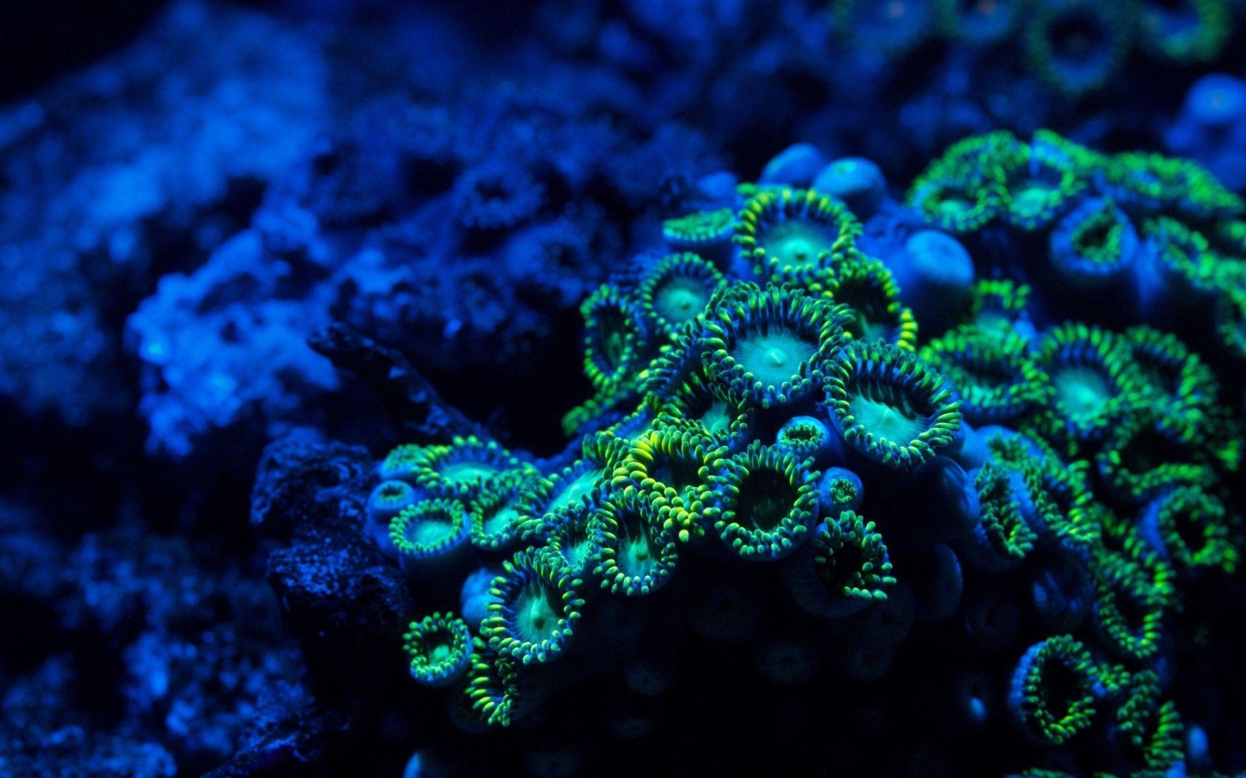 Vivid close-up of fluorescent green and blue coral polyps, showcasing the vibrant colors and intricate textures of marine life in a reef ecosystem