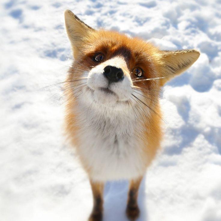 Fox Closeup In Snow Field iPad Wallpaper Cute Animals