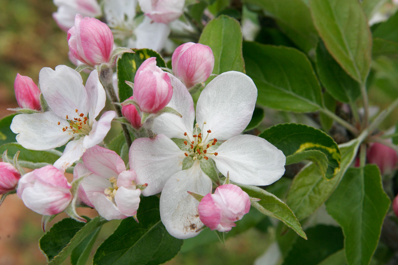 Wallpaper Apple Blossom