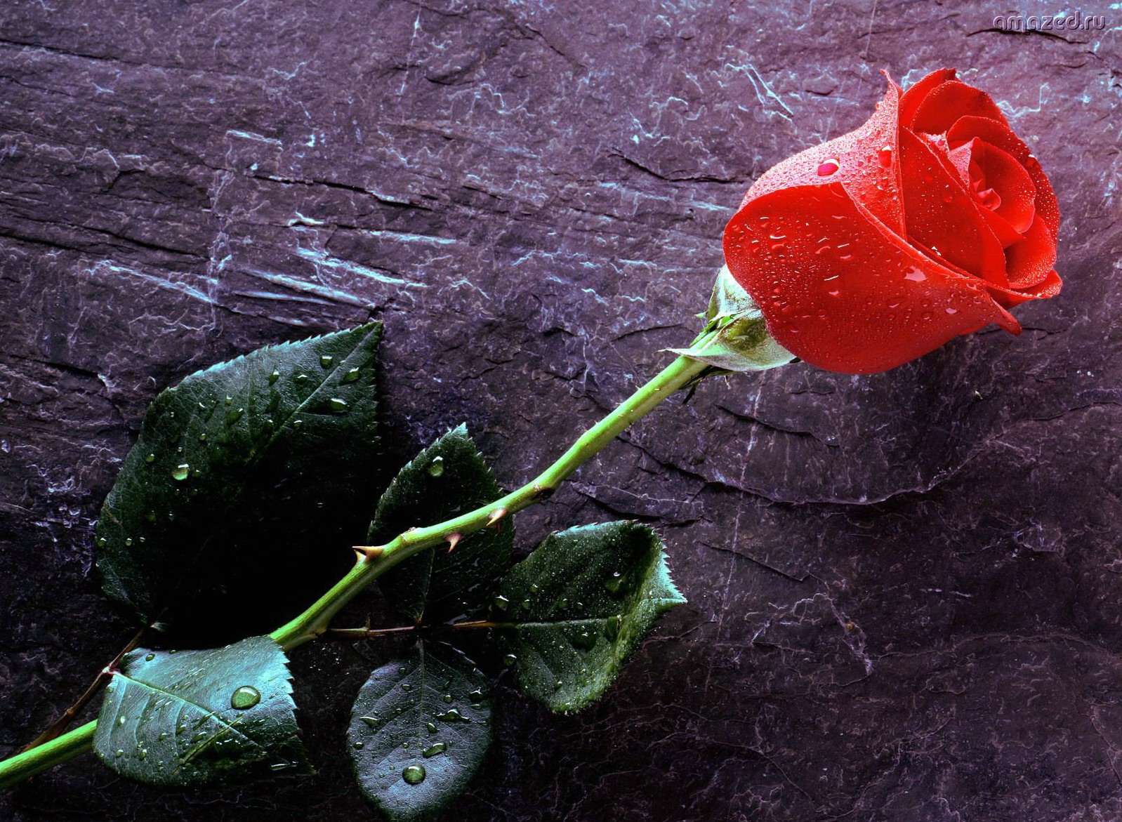 Wallpaper Desktop Rose 3d Dowload