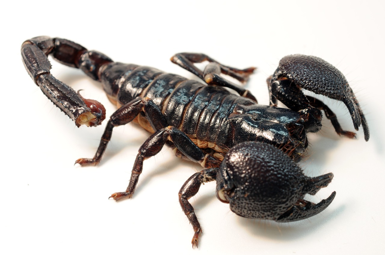 Emperor Scorpion Note Large Pincers
