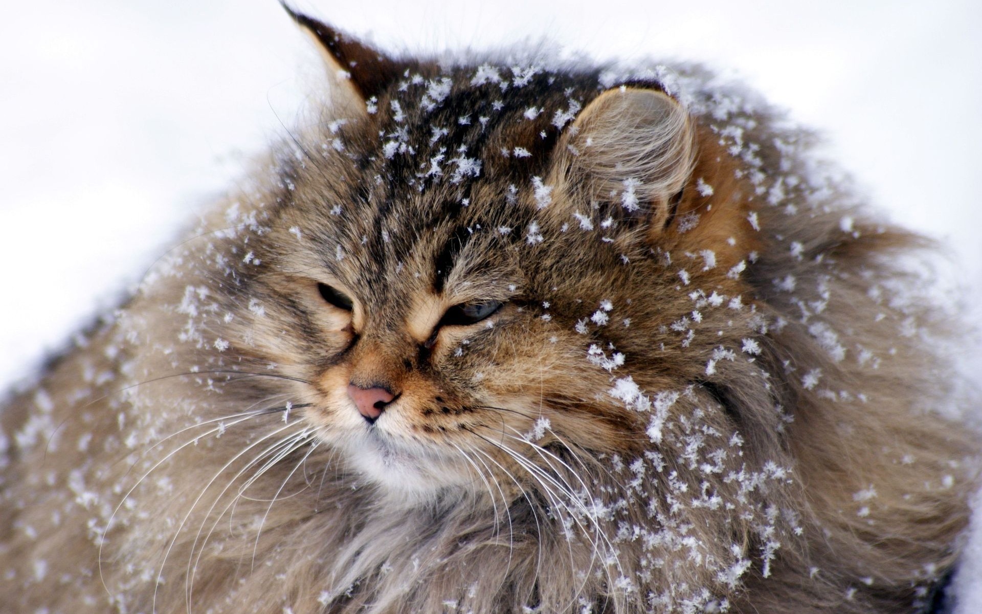 Download Fluffy Cat The Snow Animals Iphone Ipad Wallpaper 1920x1200