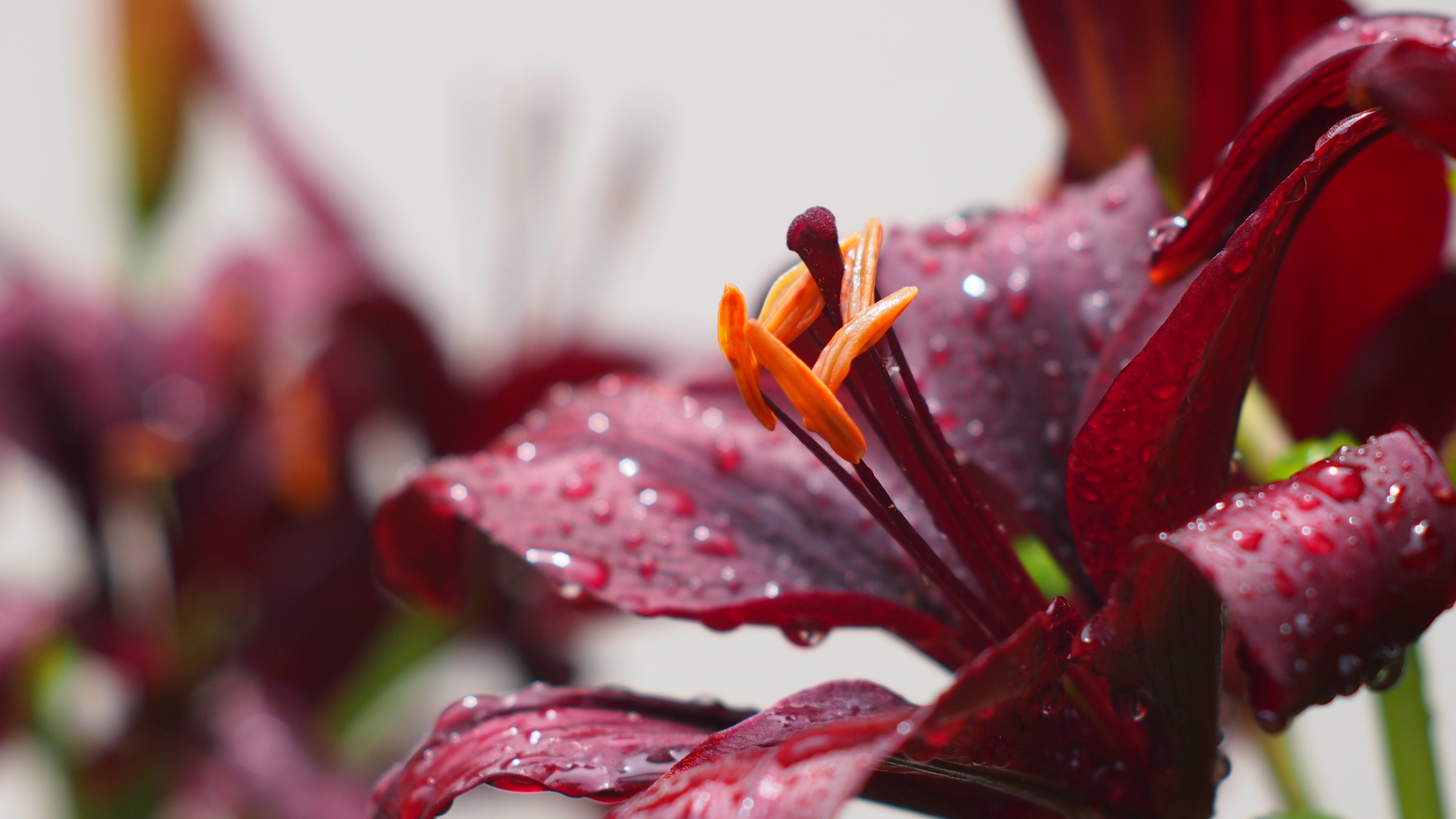 Burgundy Flowers And Rain Drops