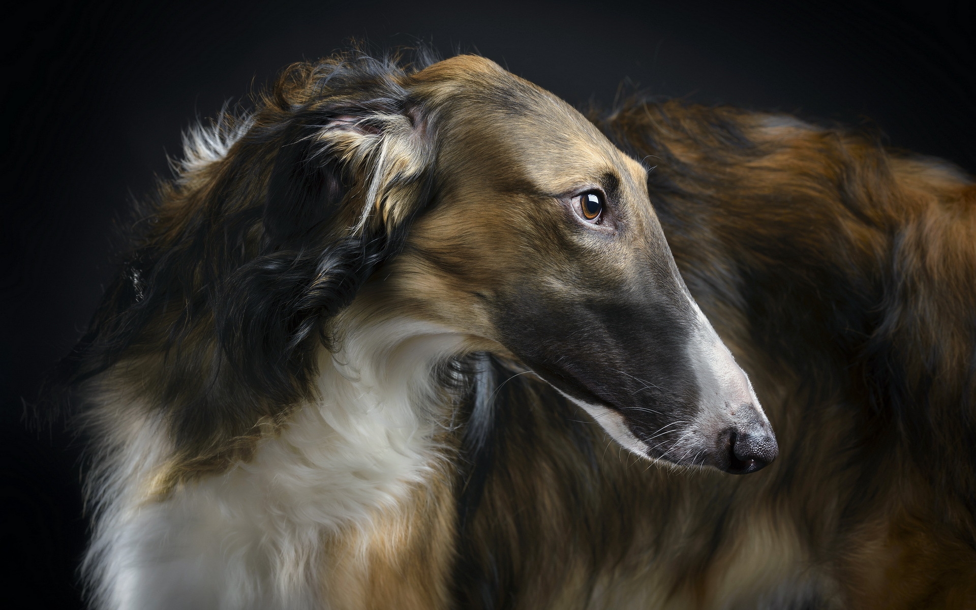 Borzoi Wallpaper