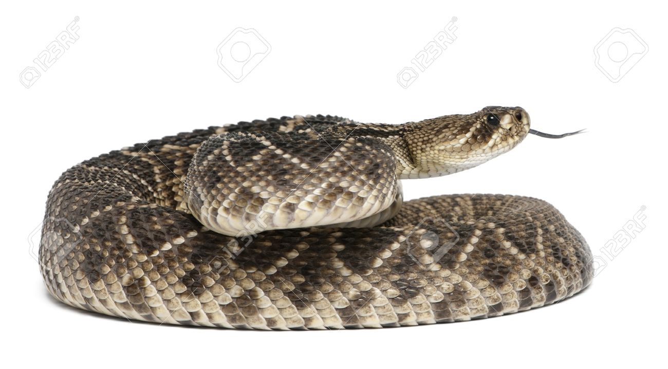 Free download Eastern Diamondback Rattlesnake Crotalus Adamanteus ...