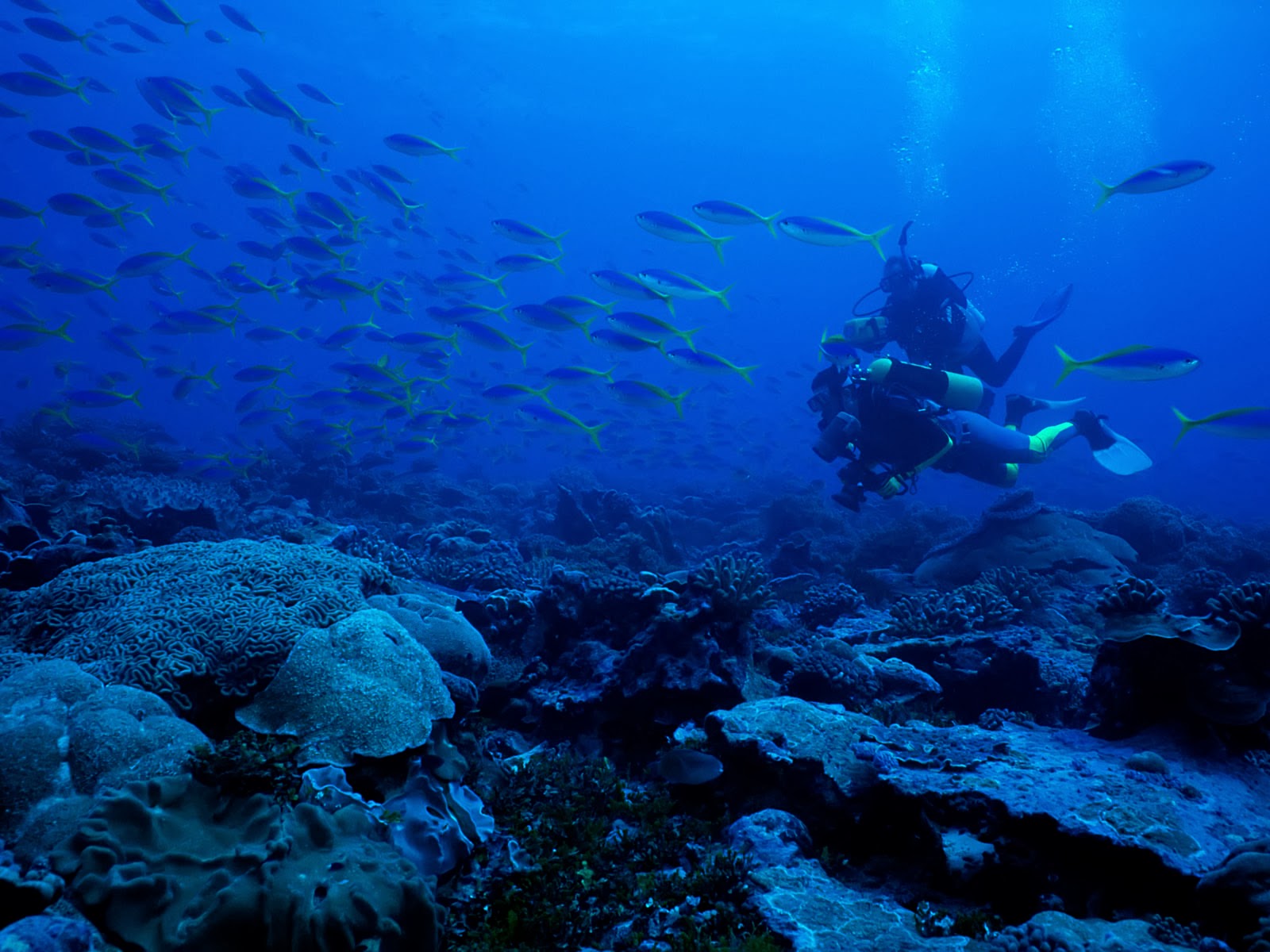 Home Of Wallpaper Deep Sea Animal Corel Aqua HD