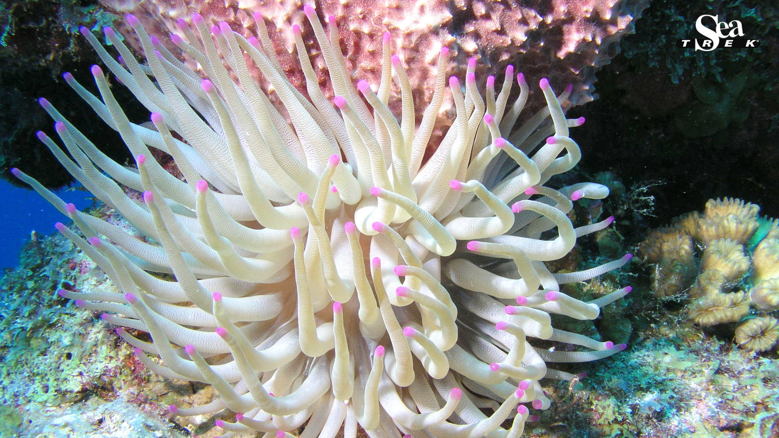 🔥 [44+] Sea Anemone Wallpapers | WallpaperSafari