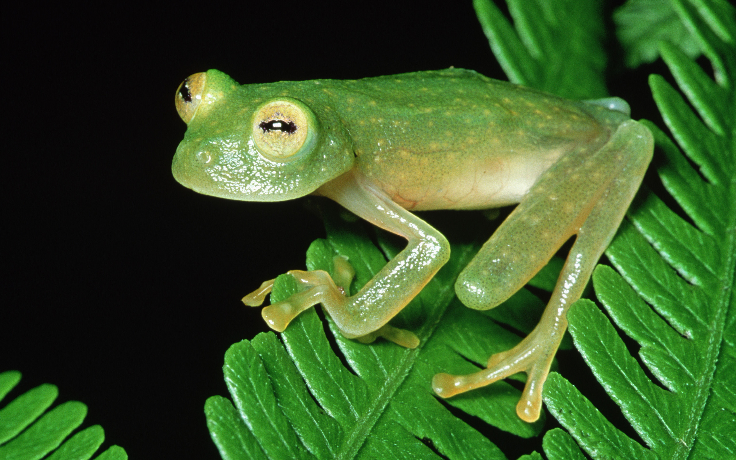 Tree Frog Puter Wallpaper Desktop Background Id
