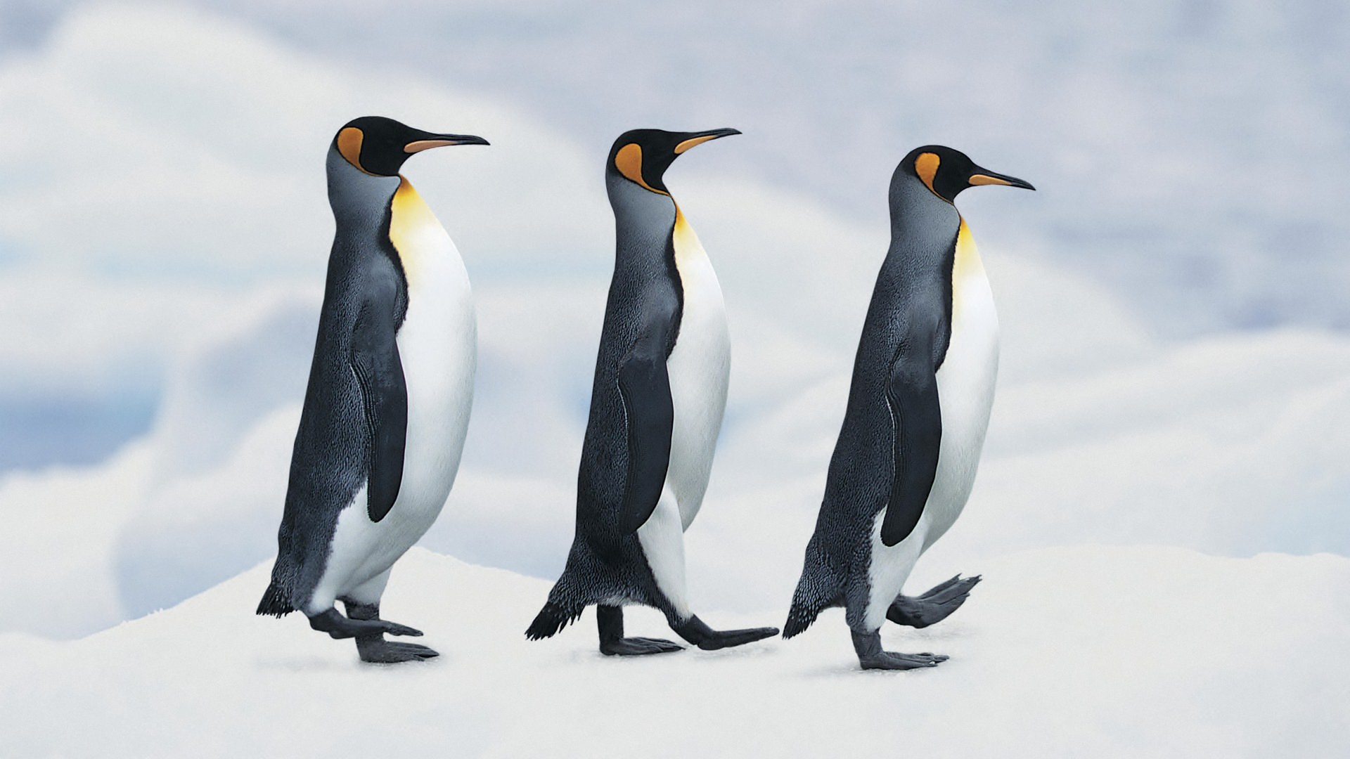 Three Penguins Walking In A Queue Wallpaper Stream