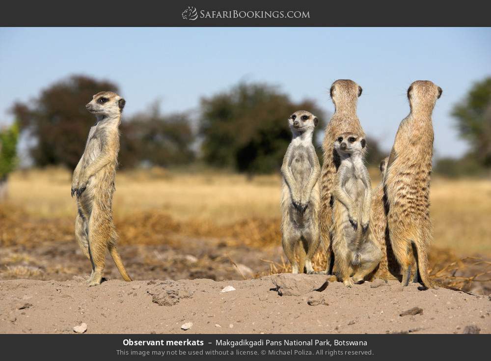 Botswana Dry Season Photos Award Winning Images Pictures