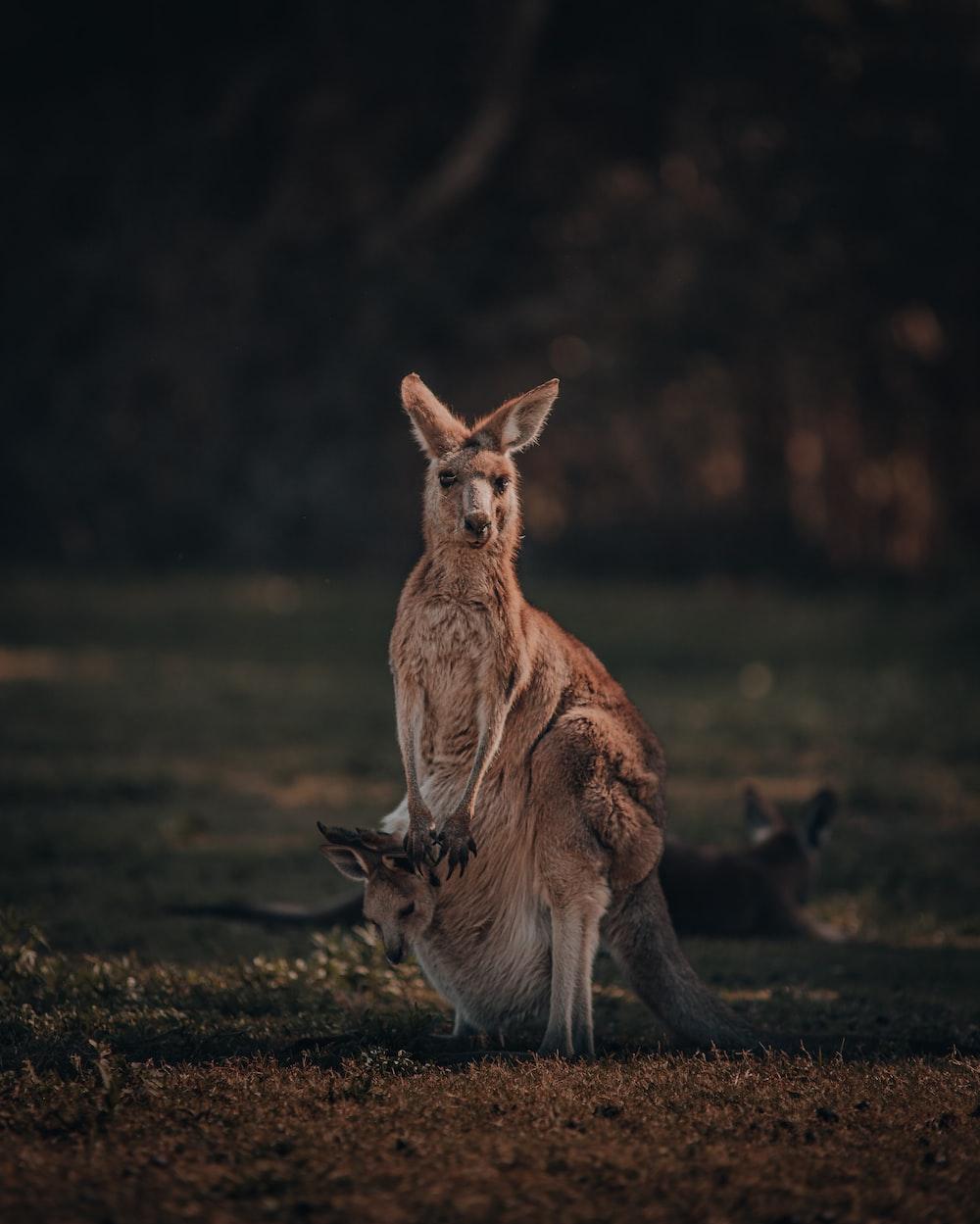 Kangaroo Pictures Image Stock Photos On