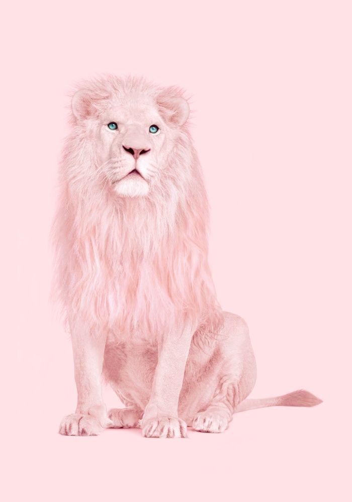 ALBINO LION Art Print by Paul Fuentes on Society6