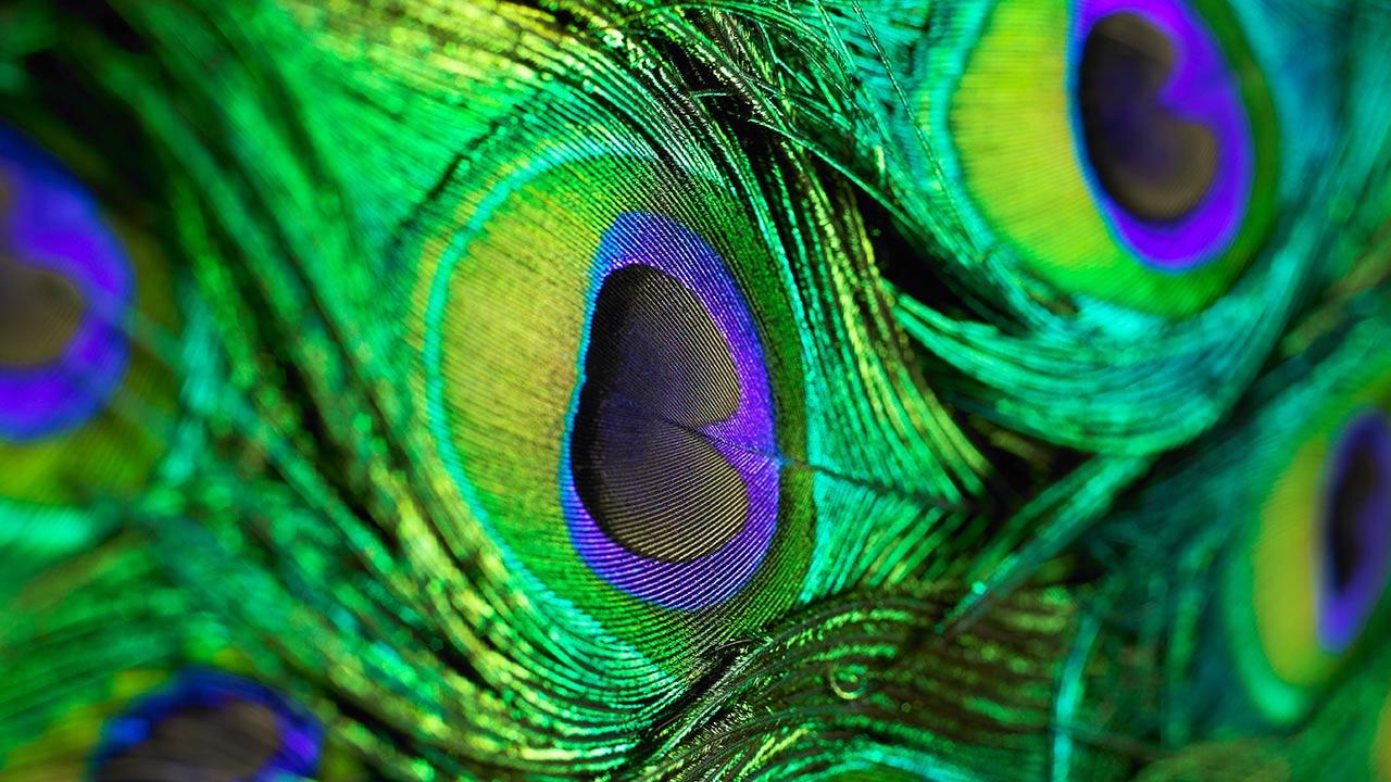 Peacock Feather Live Wallpaper Android Apps On Google Play