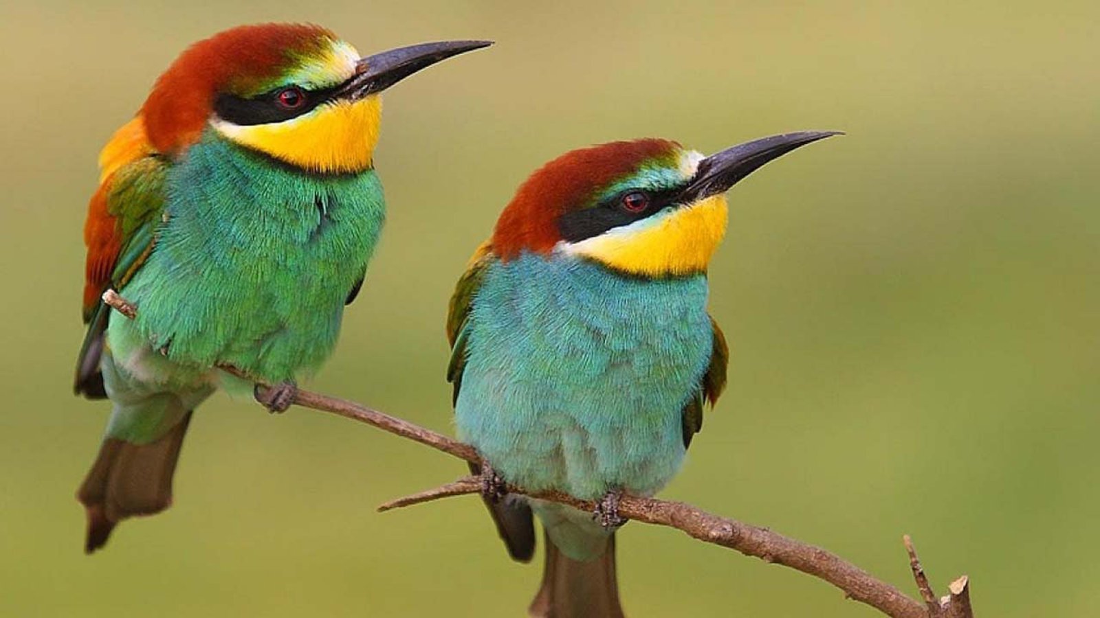 HD Wallpaper With Most Beautiful Birds In The World