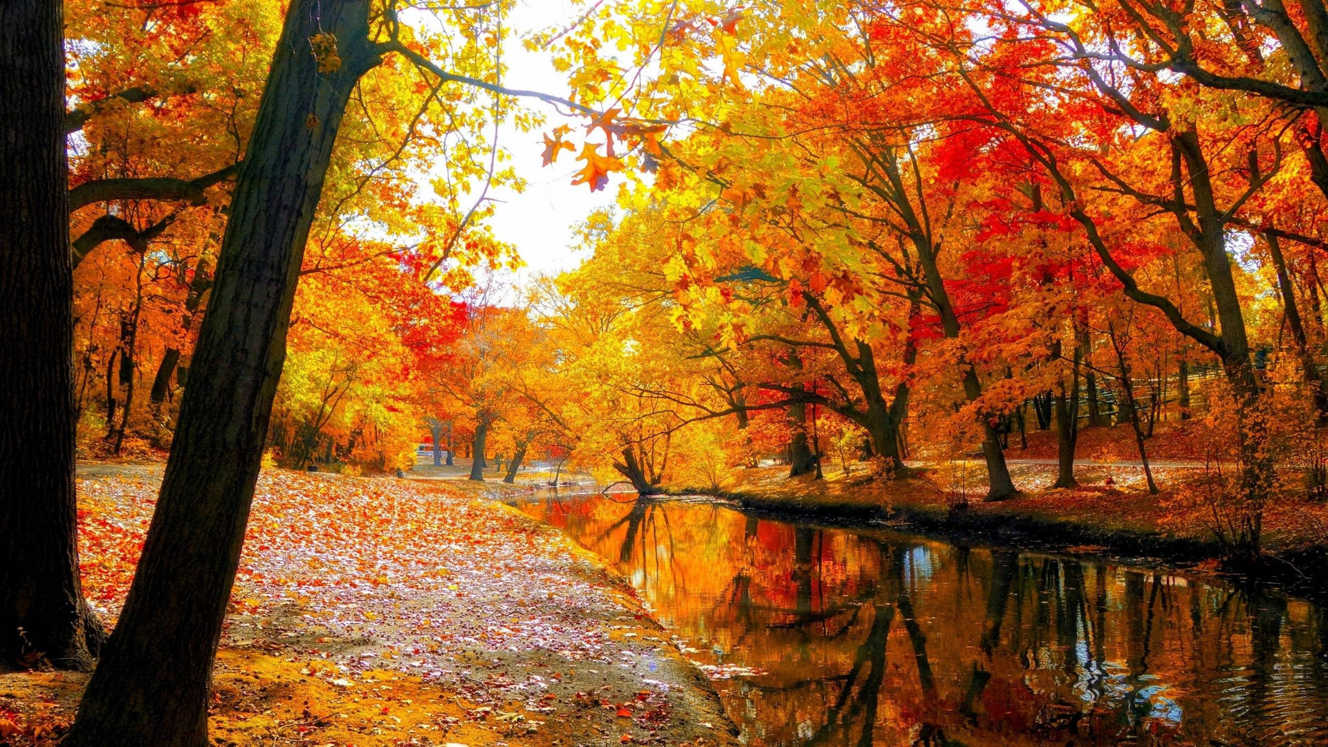 Fall Trees By The River Wallpaper