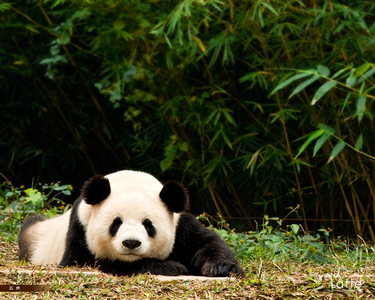 Free download Cute Baby Panda Wallpaper wallpaper [1280x1024] for your  Desktop, Mobile & Tablet | Explore 71+ Baby Panda Wallpapers | Panda  Wallpaper, Cartoon Panda Wallpaper, Panda Bear Wallpaper
