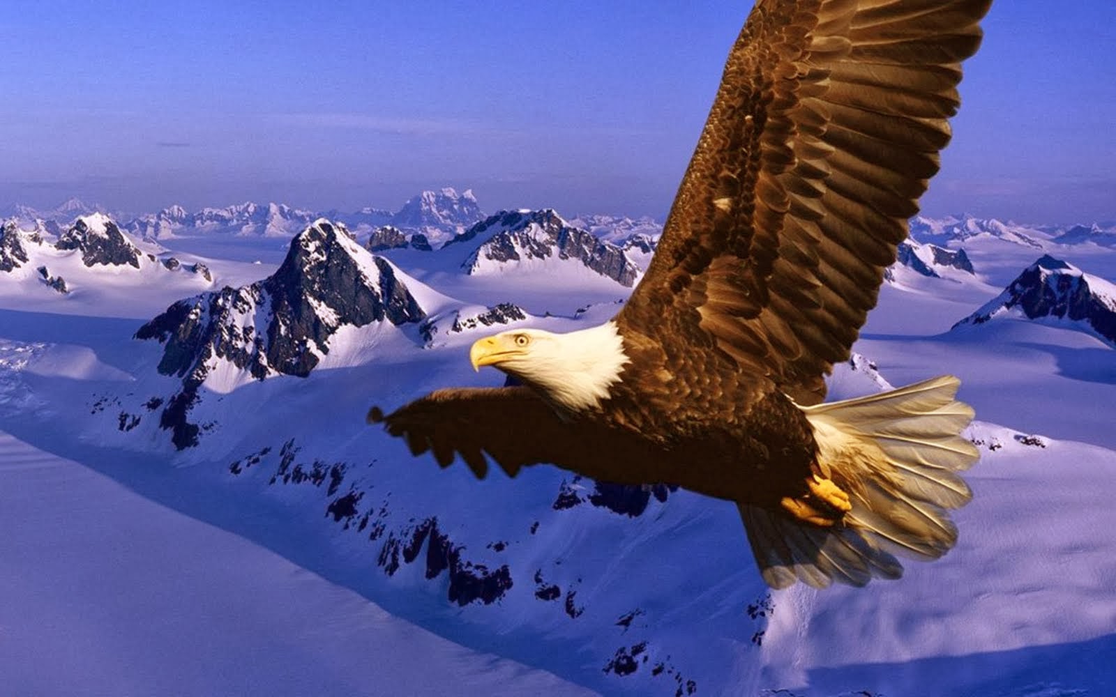 Best Top Desktop Eagle Wallpaper HD Pictures Image