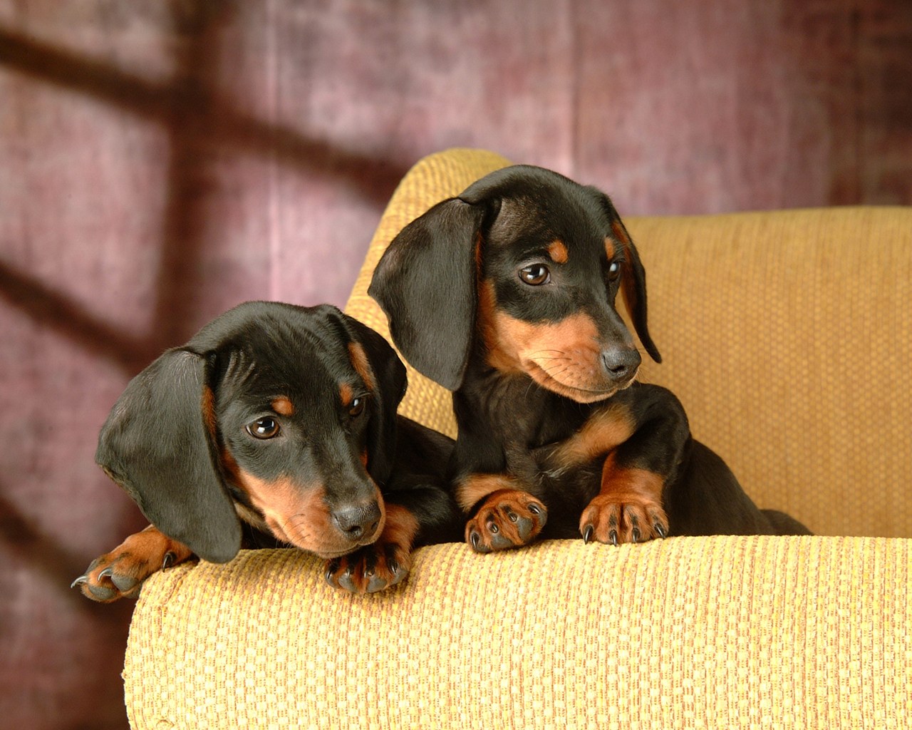 Miniature Dachshund Puppies Wallpaper Puppy