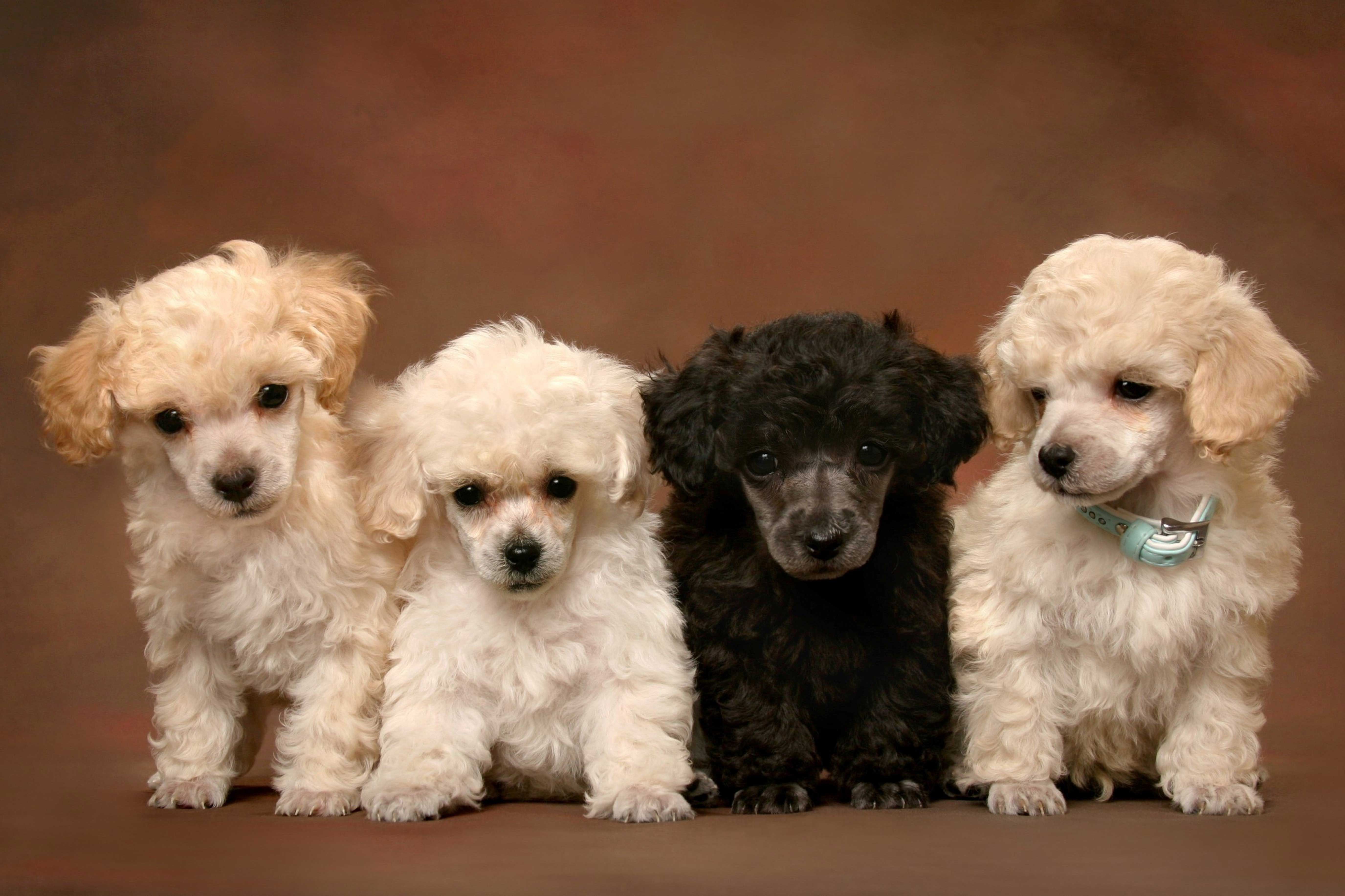 Poodle Wallpaper Top Background
